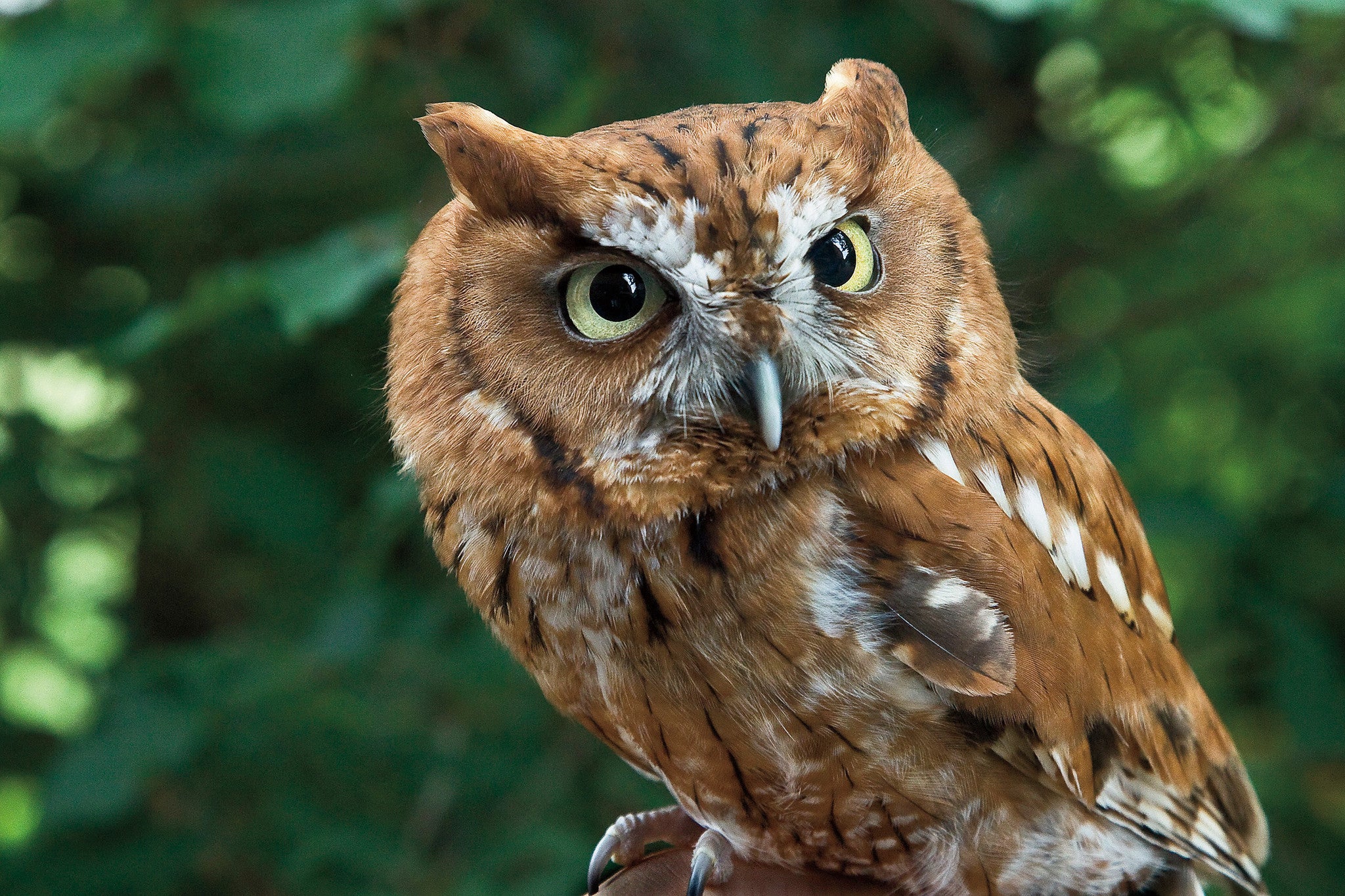 50 Years of the Erie Zoological Society - Image 10