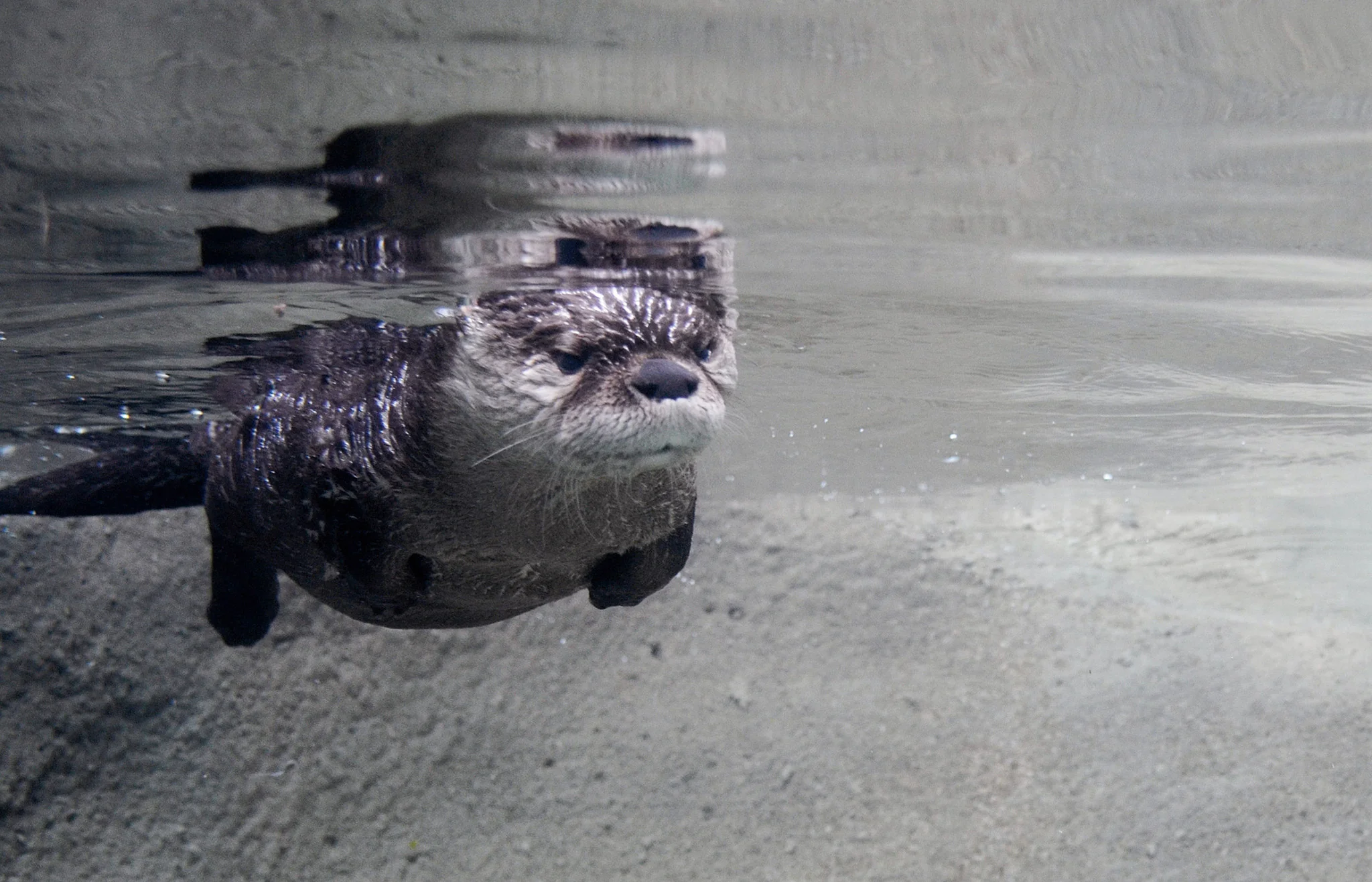 50 Years of the Erie Zoological Society - Image 12