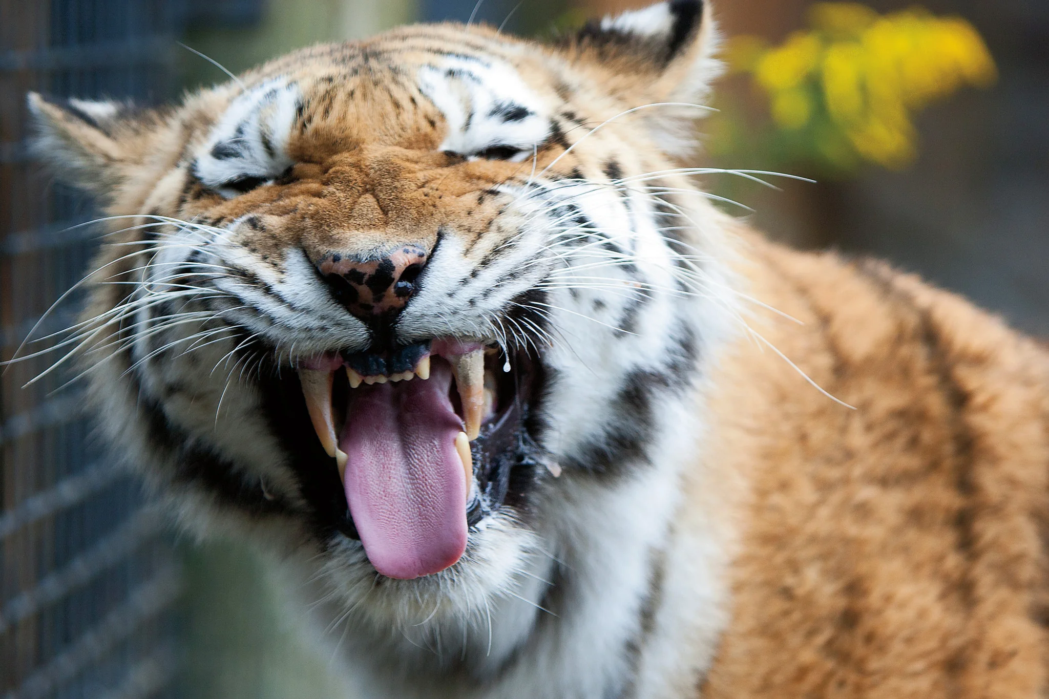 50 Years of the Erie Zoological Society - Image 4