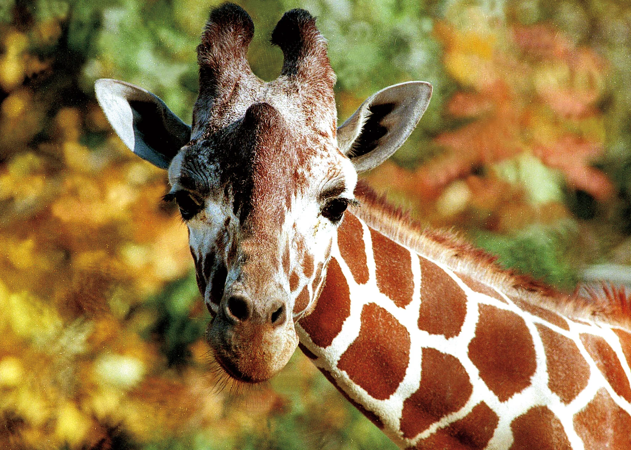50 Years of the Erie Zoological Society - Image 8