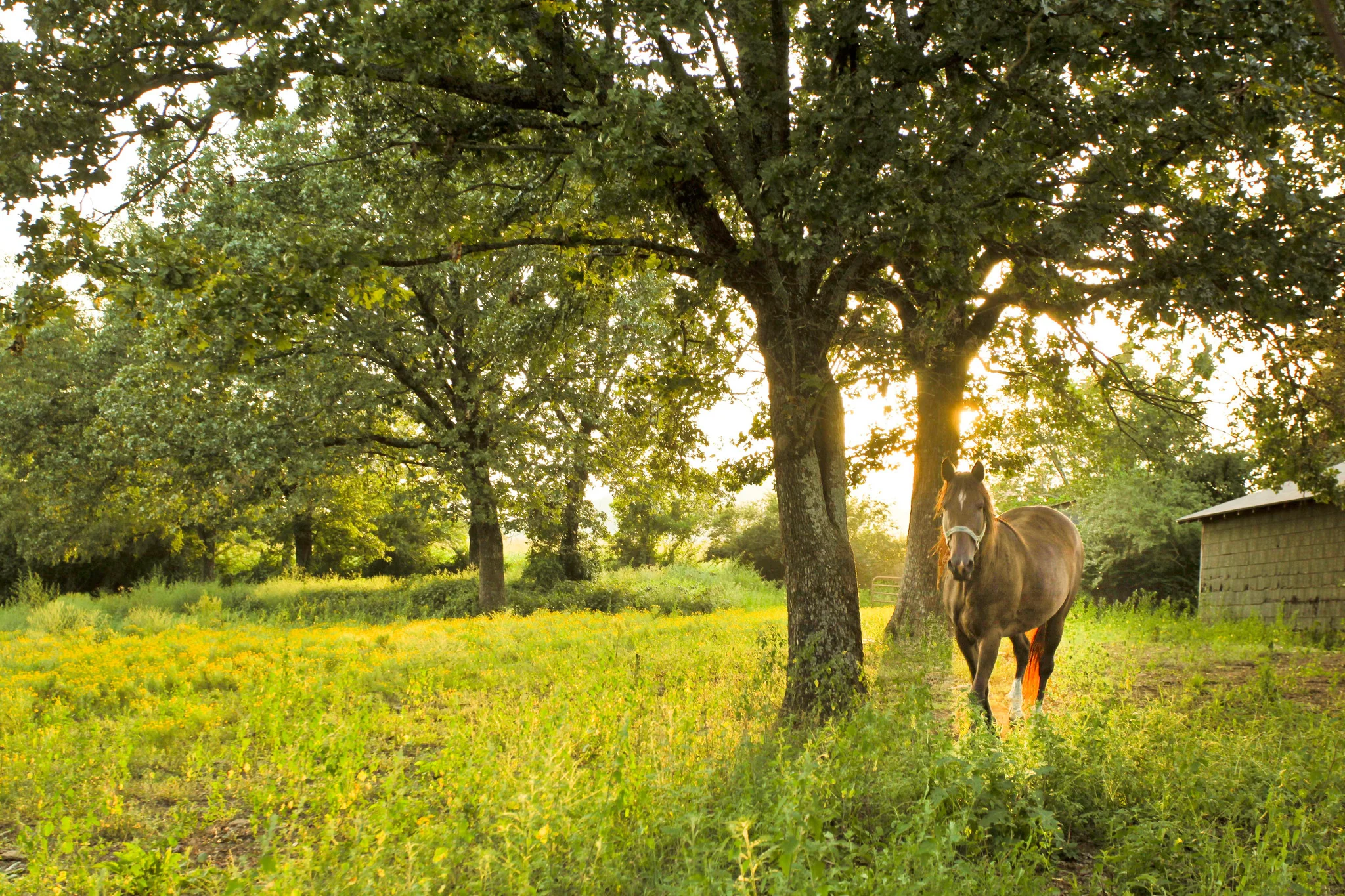 Arkansas in Seasons: A Photographic Journey Through Arkansas - Image 9