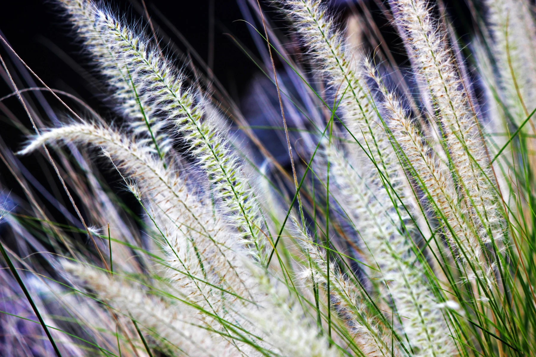 Capture My Arizona: 2015 Calendar - Image 6