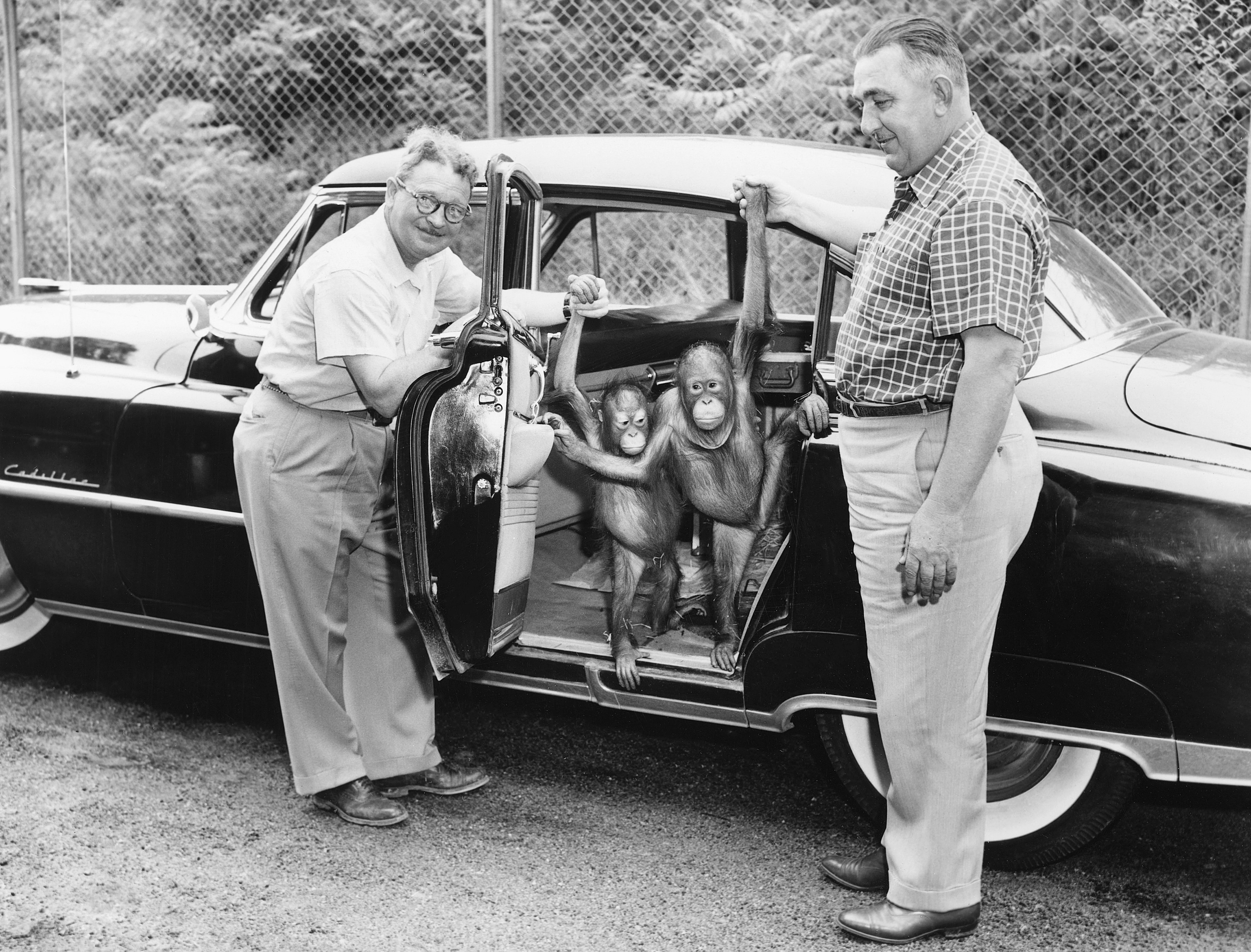 Cleveland Memories III: A Pictorial History of the 1950s - Image 3