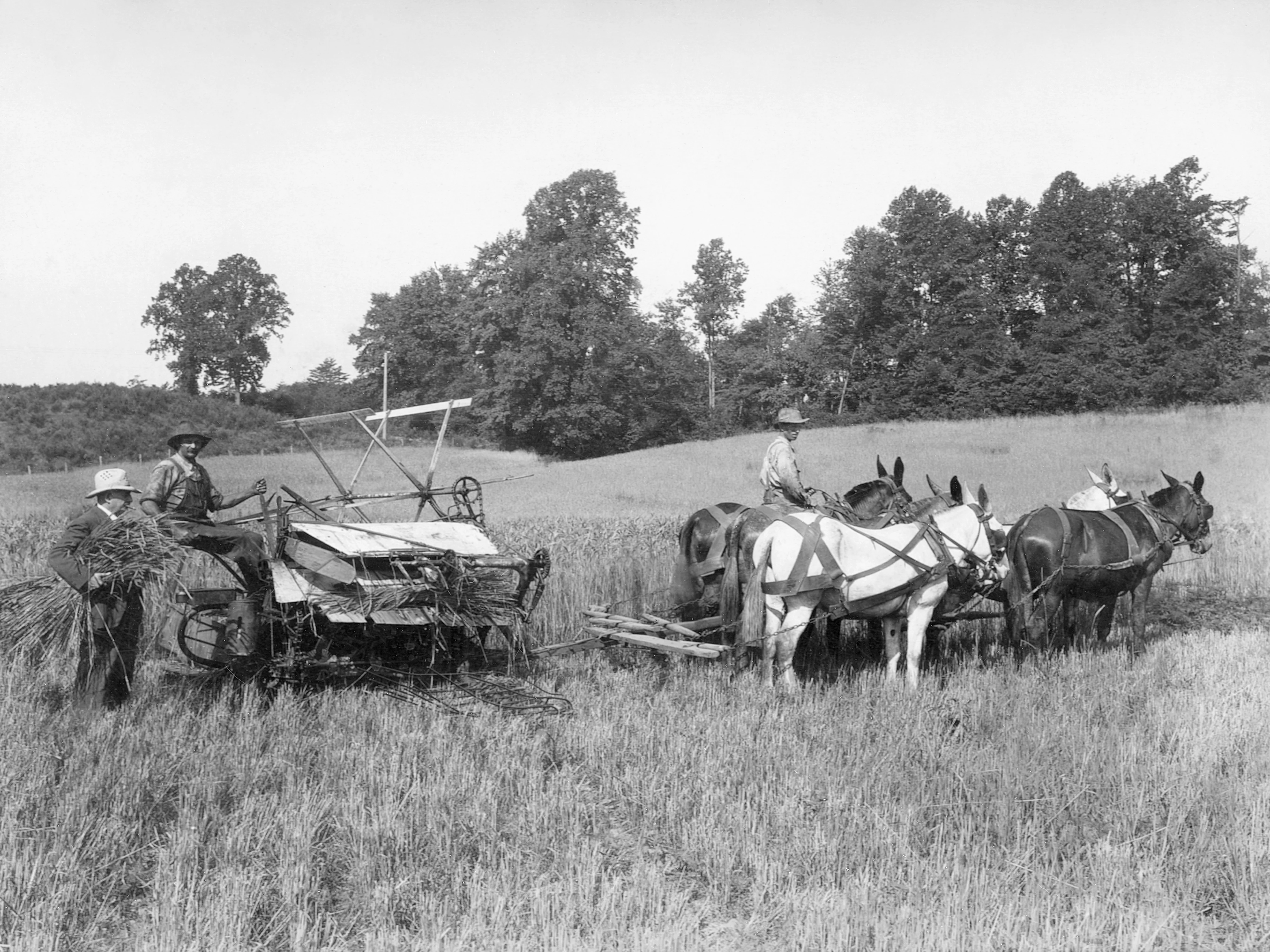 Greater Culpeper Memories: A Pictorial History of the Early Years - Image 14