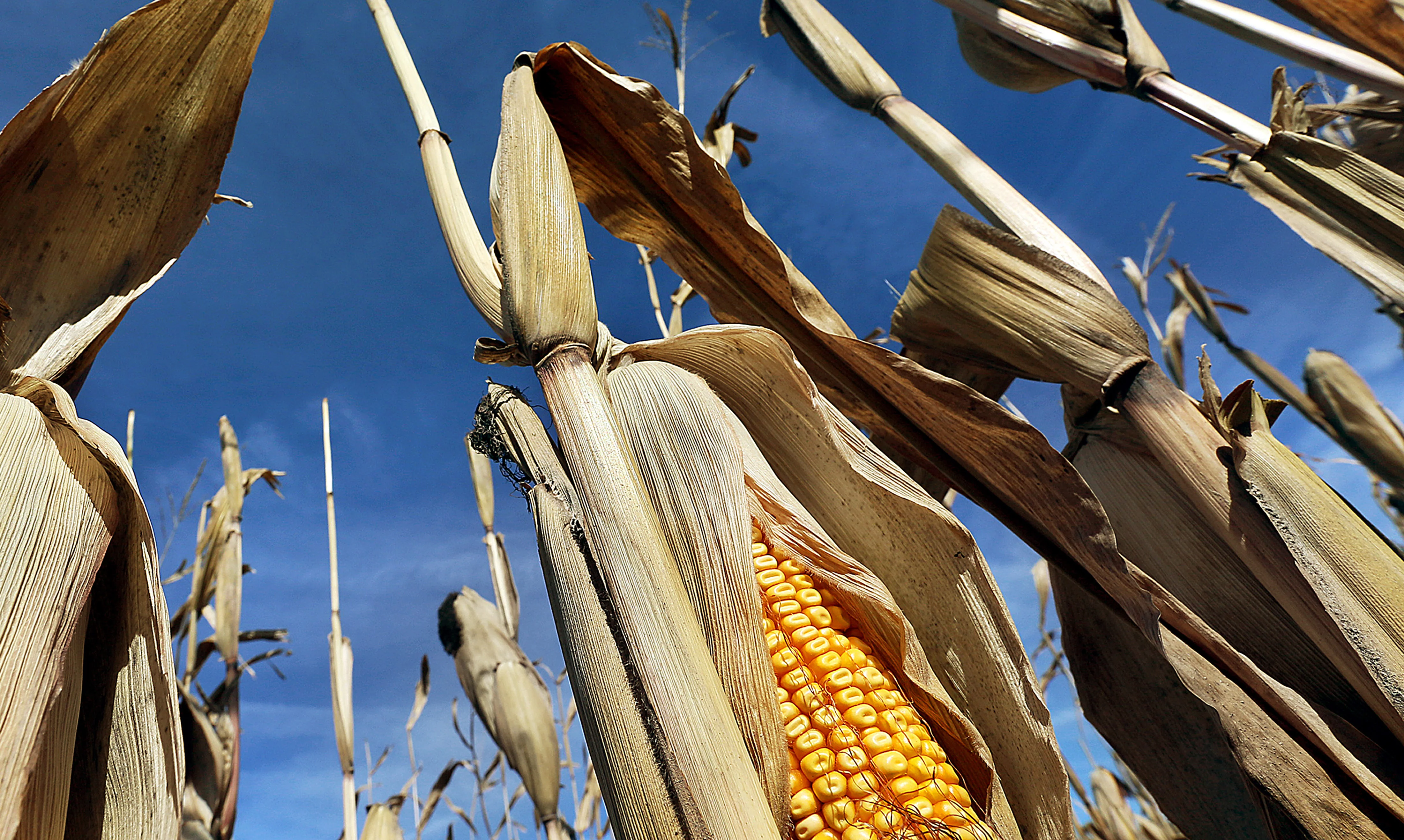 Into the Fields: A Celebration of Farm Life <br> Photographs and Rural Route 4 columns from the Quad-City Times - Image 10