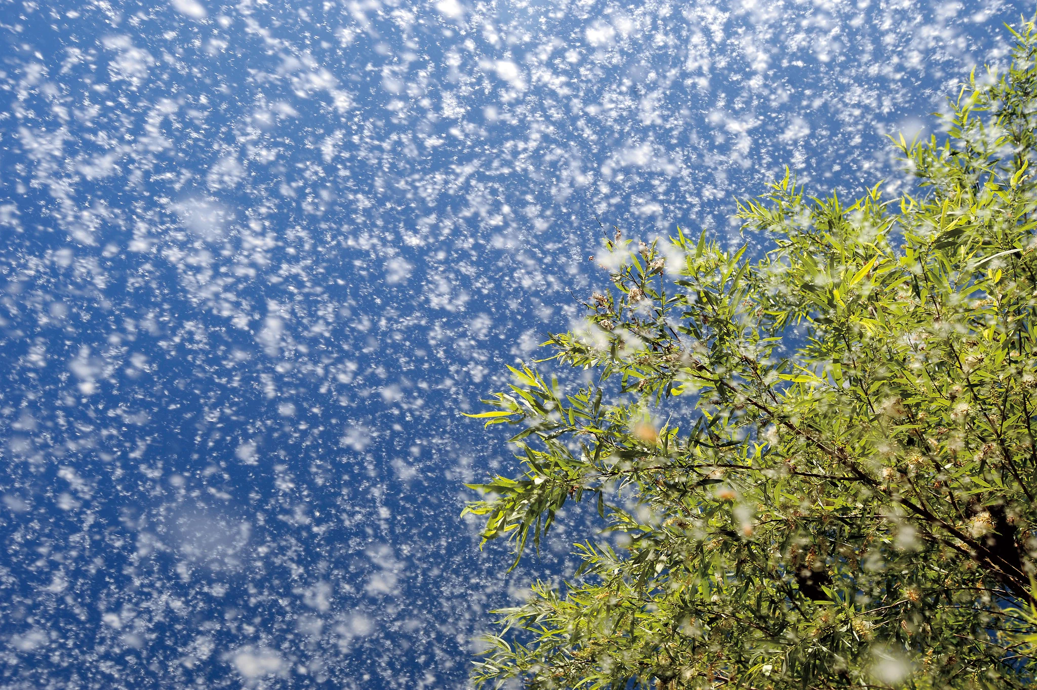 Connecting with Nature: Portraits and Essays on Nature and Man - Image 10