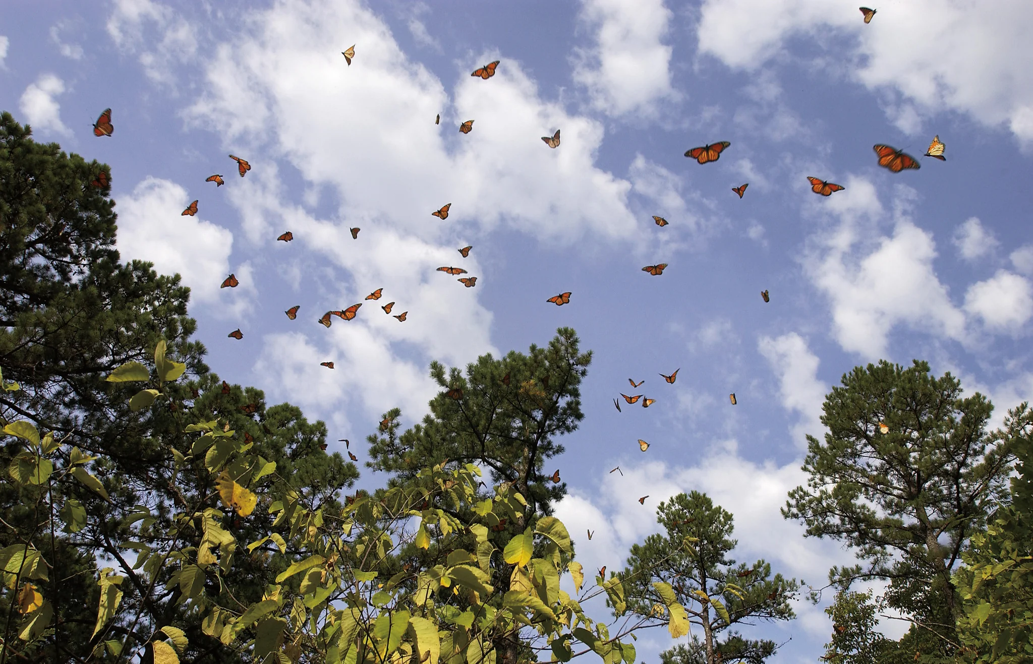 Connecting with Nature: Portraits and Essays on Nature and Man - Image 8
