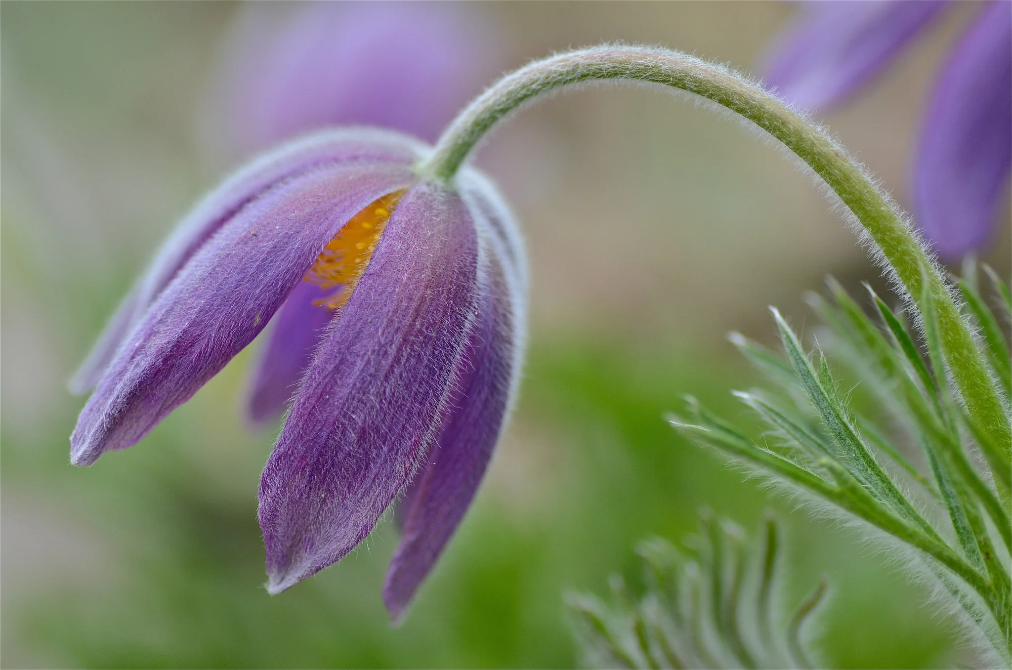 Minnesota in Seasons: A Photographic Journey Through Minnesota - Image 11