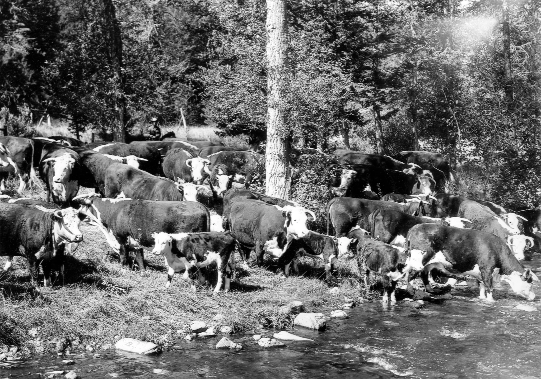 Montana Memories: Farm & Ranch - Image 5