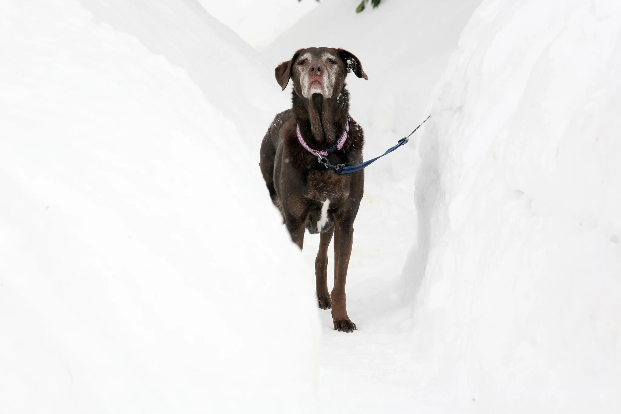 Buried By Blizzards: The Relentless Winter of 2015 - Image 4