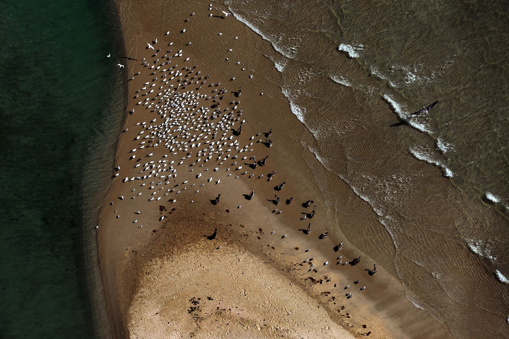 Our Indian River Lagoon - Image 10