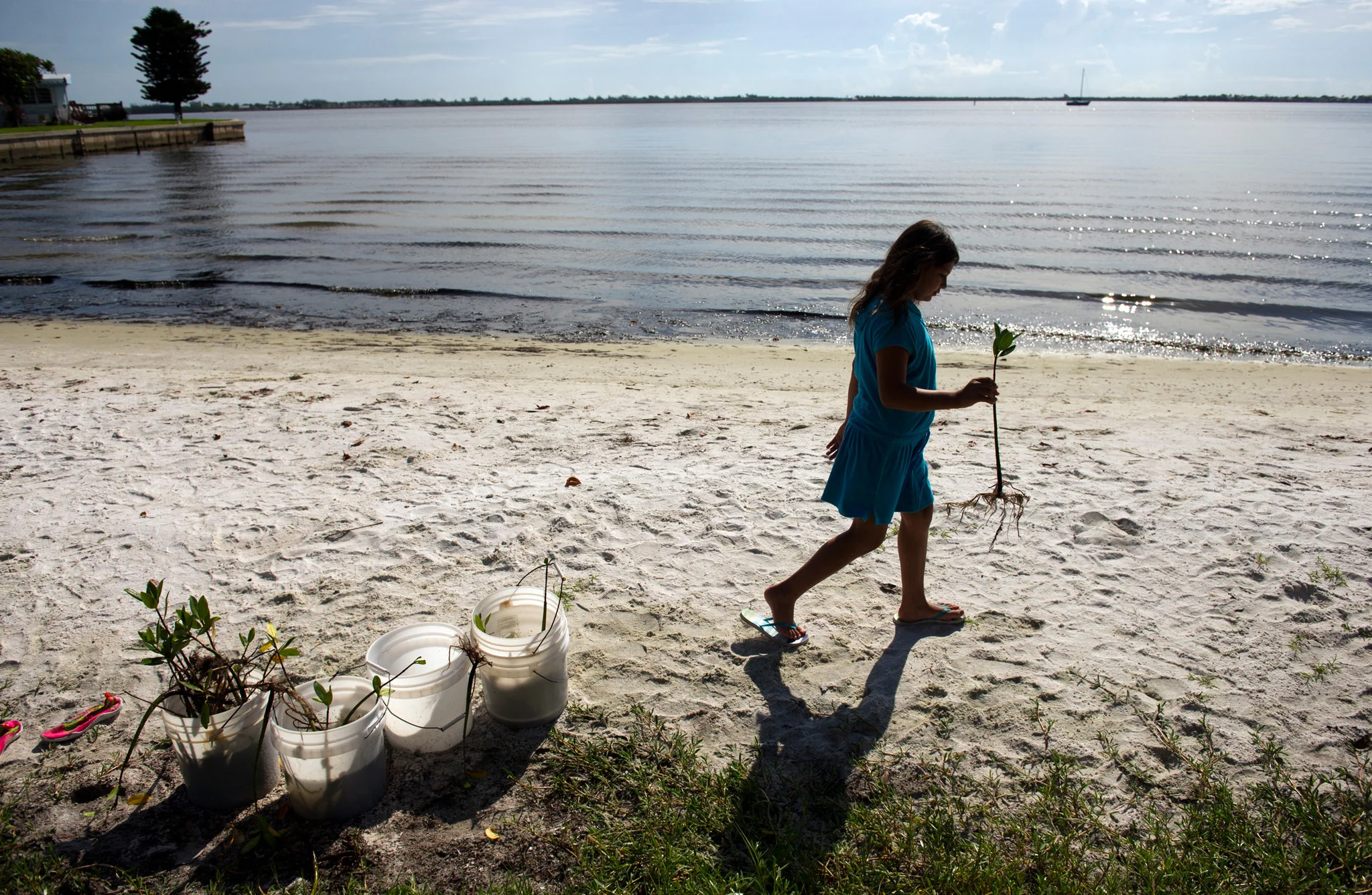 Our Indian River Lagoon - Image 4