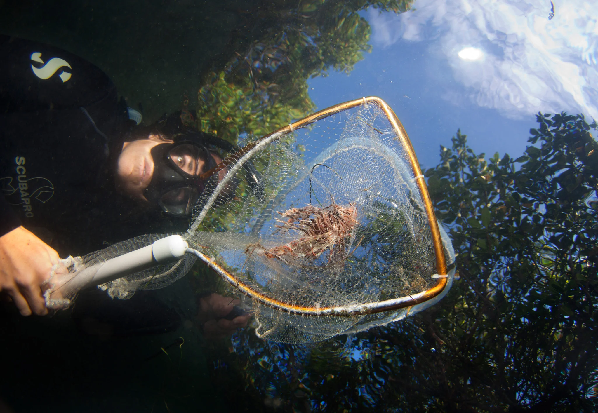 Our Indian River Lagoon - Image 5