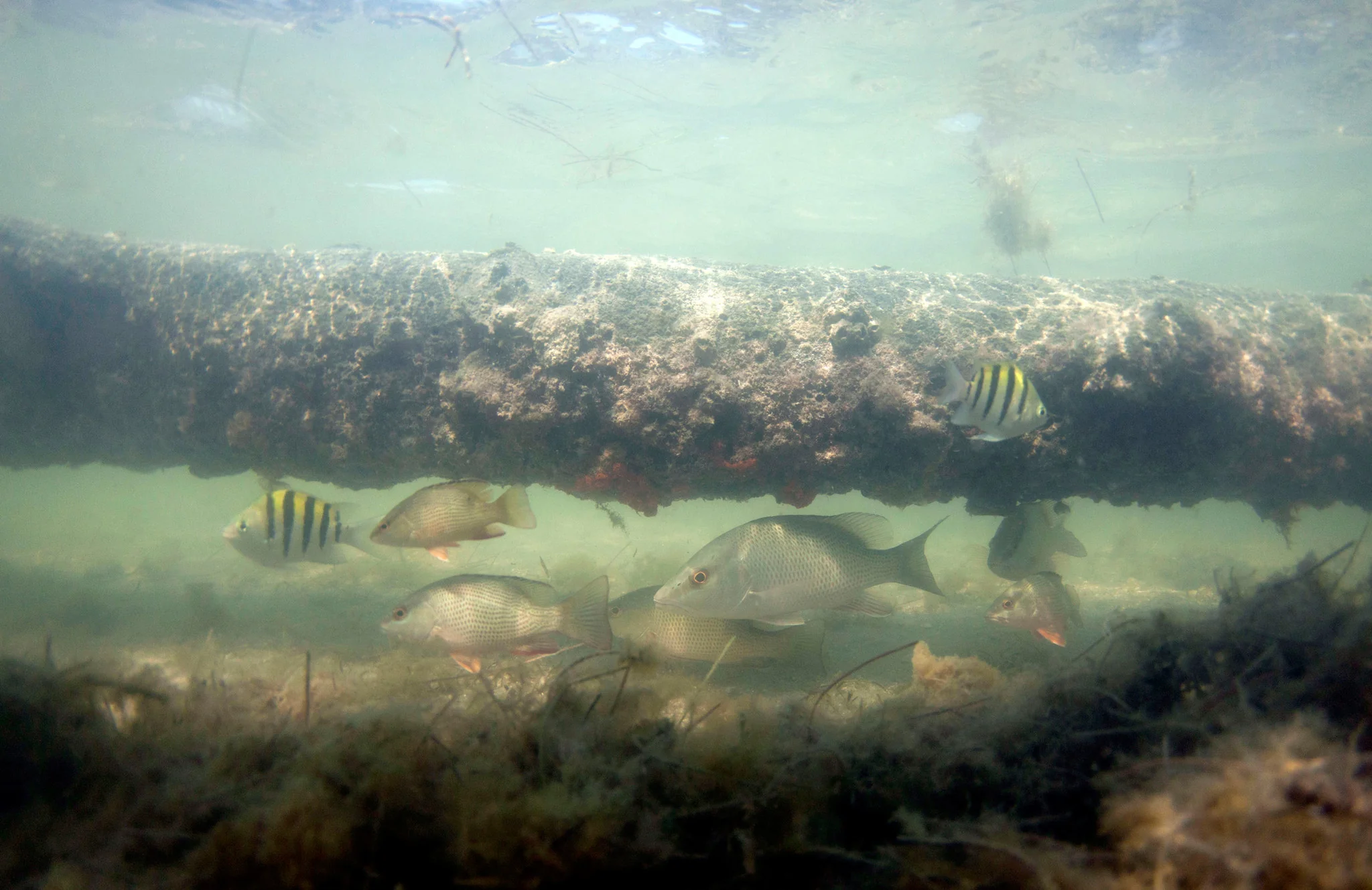 Our Indian River Lagoon - Image 6