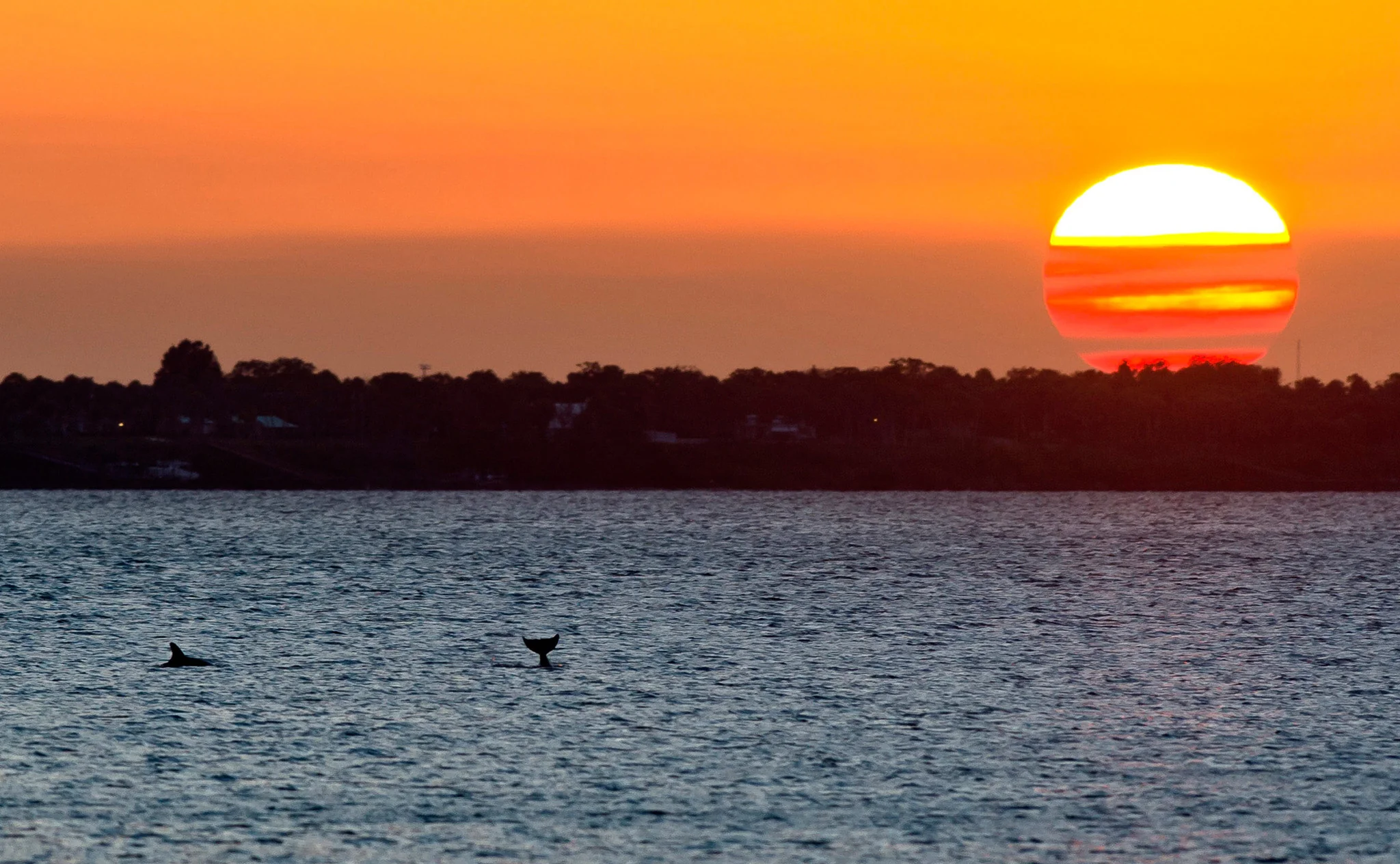 Our Indian River Lagoon - Image 9