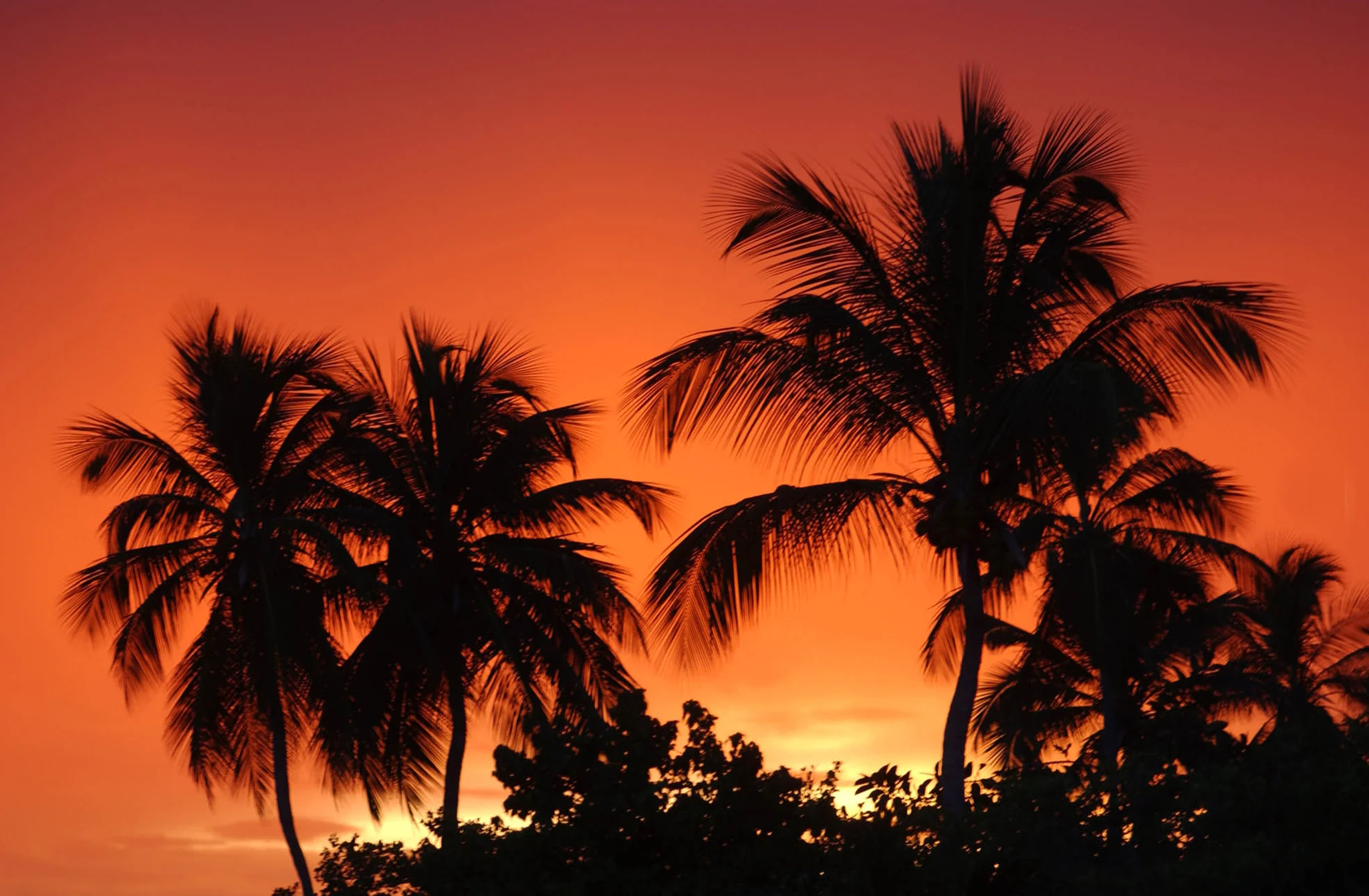 Portraits of Paradise - Image 2