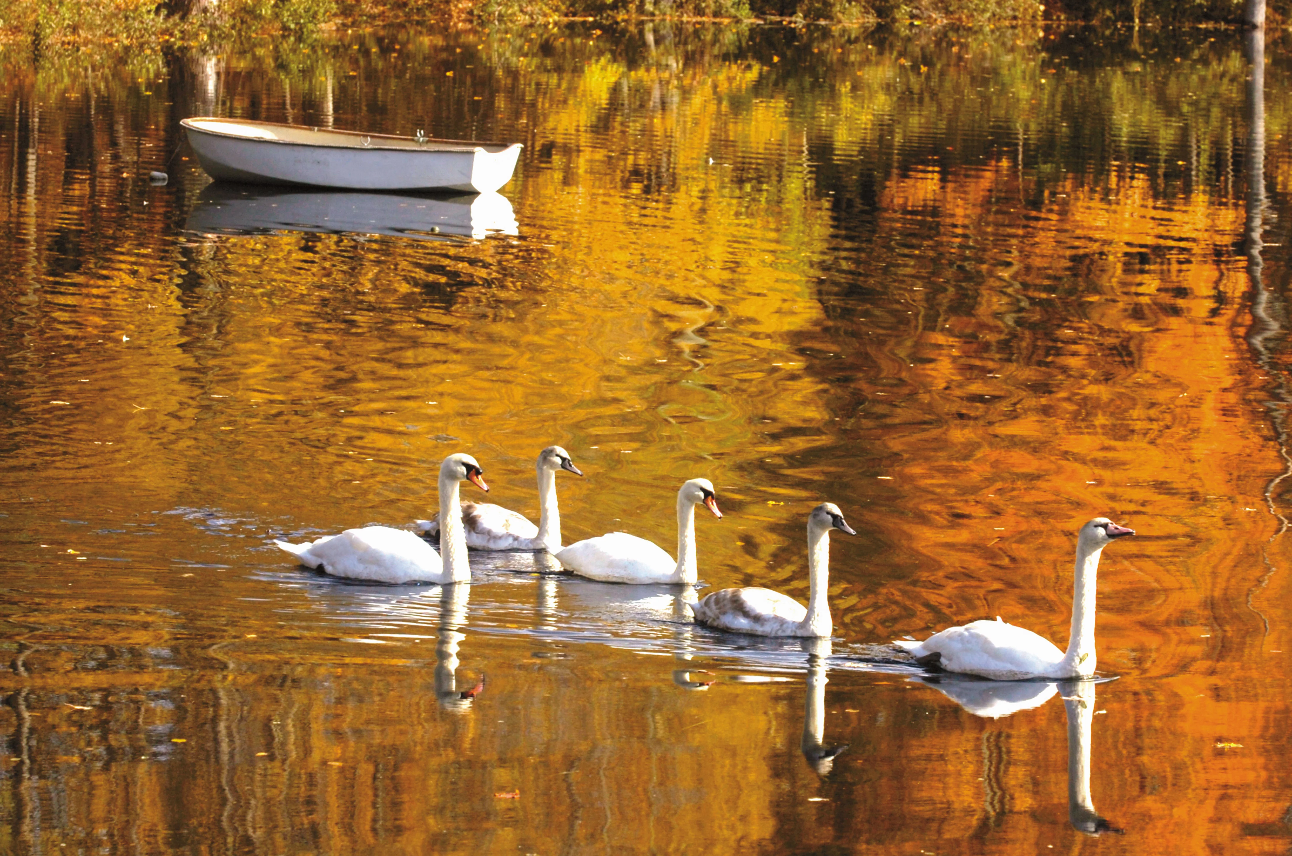 Treasures of Southeastern Connecticut: Our Proud History of Preserving Scenic Woodlands, Farms, the Shoreline and Other Natural Gems - Image 10