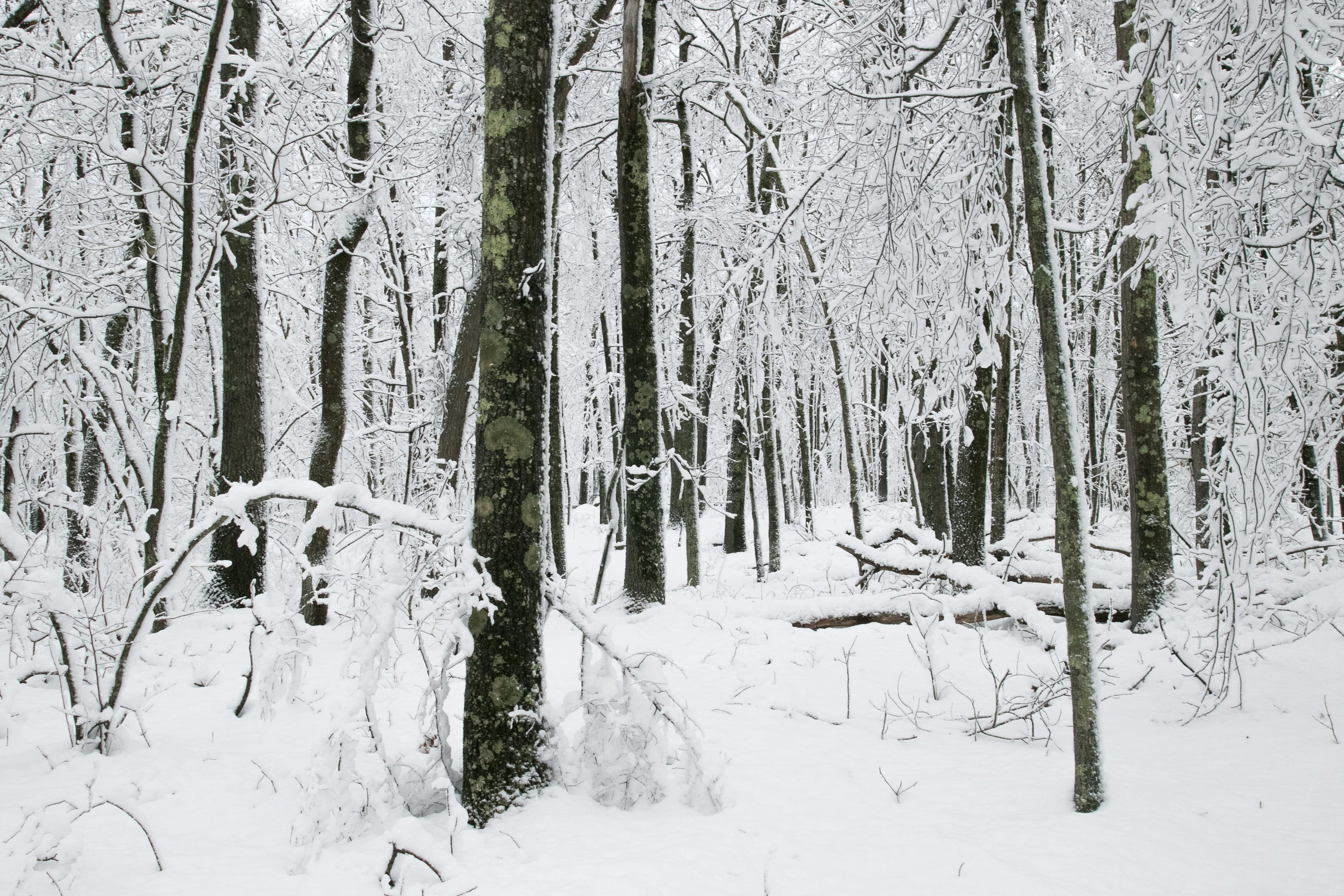 Treasures of Southeastern Connecticut: Our Proud History of Preserving Scenic Woodlands, Farms, the Shoreline and Other Natural Gems - Image 6