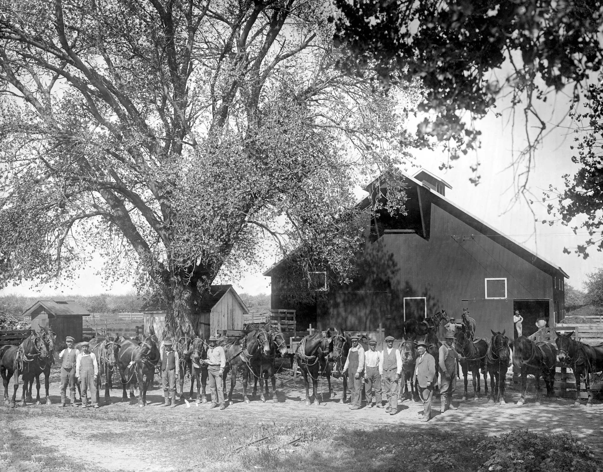 Woodland Memories: The Early Years - Image 2